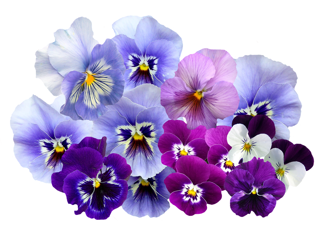 Pansy, Izoliuotas, Violetinė, Gamta, Gėlės, Violaceae, Sodas, Augalas, Pavasaris, Spalvoti