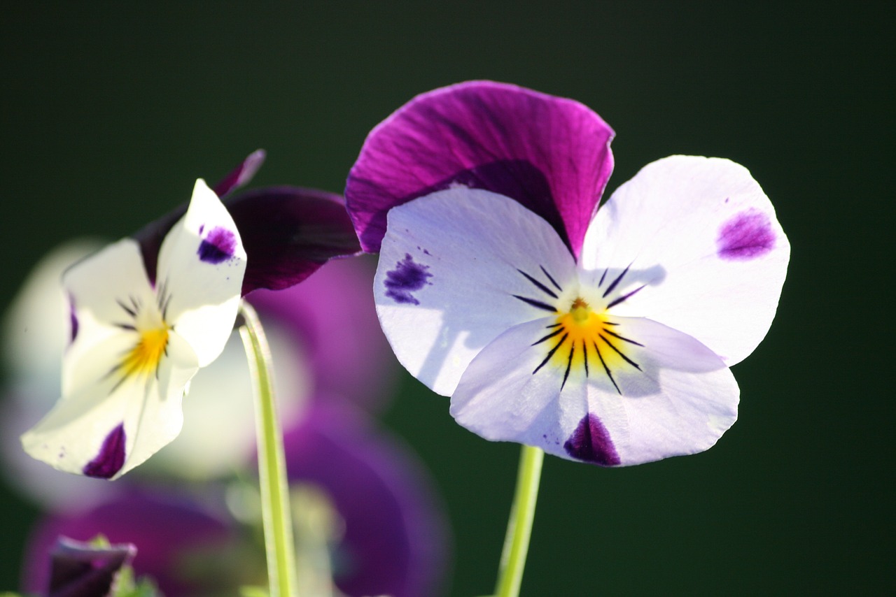 Pansy, Namukai, Gėlė, Gėlių, Violetinė, Violetinė, Žydėti, Šviesus, Nemokamos Nuotraukos,  Nemokama Licenzija