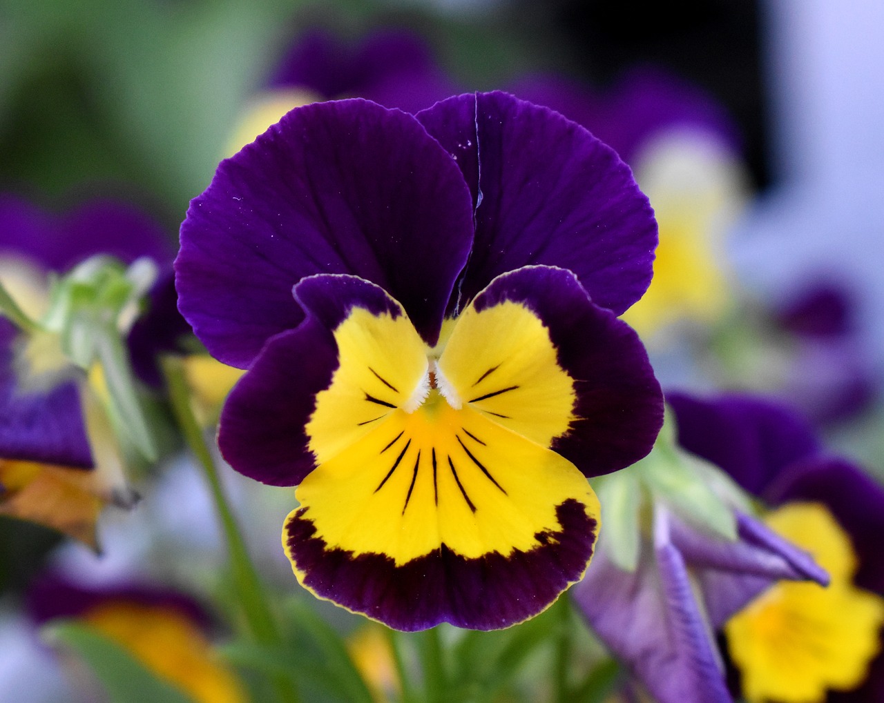 Pansy, Gėlė, Violetinė Ir Geltona Gėlė, Nemokamos Nuotraukos,  Nemokama Licenzija