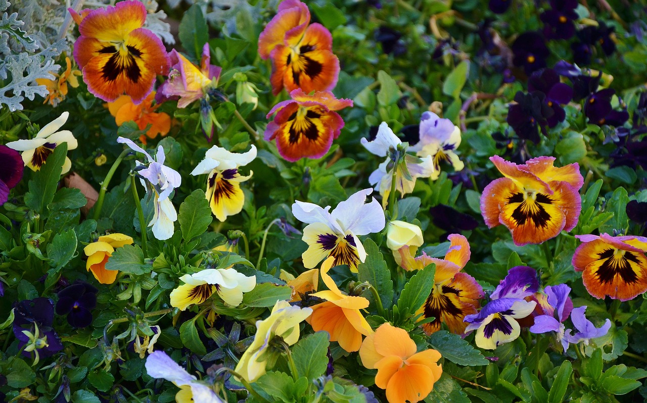 Pansy, Gėlė, Natur, Gėlių, Vasara, Žydėti, Natūralus, Augalas, Žiedas, Žalias