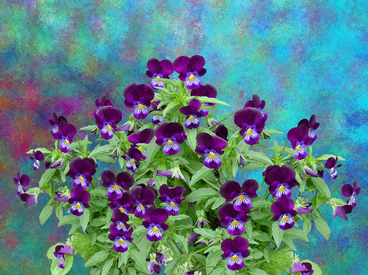 Pansy, Pavasaris, Gėlė, Žiedas, Žydėti, Violetinė, Violetinė, Gamta, Augalas, Mėlynas