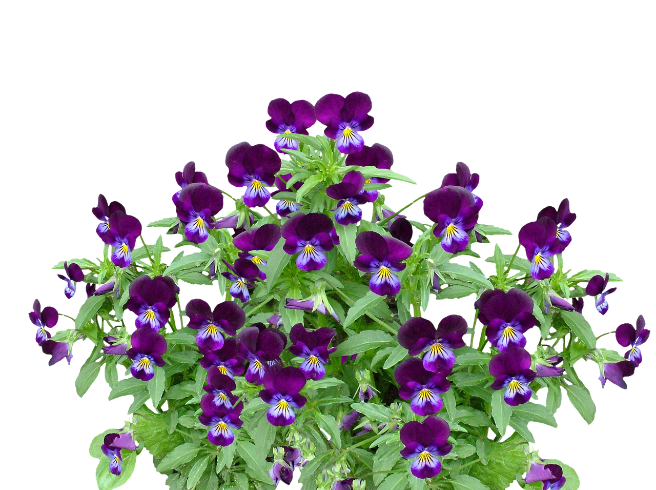 Pansy, Pavasaris, Gėlė, Žiedas, Žydėti, Violetinė, Violetinė, Gamta, Augalas, Mėlynas