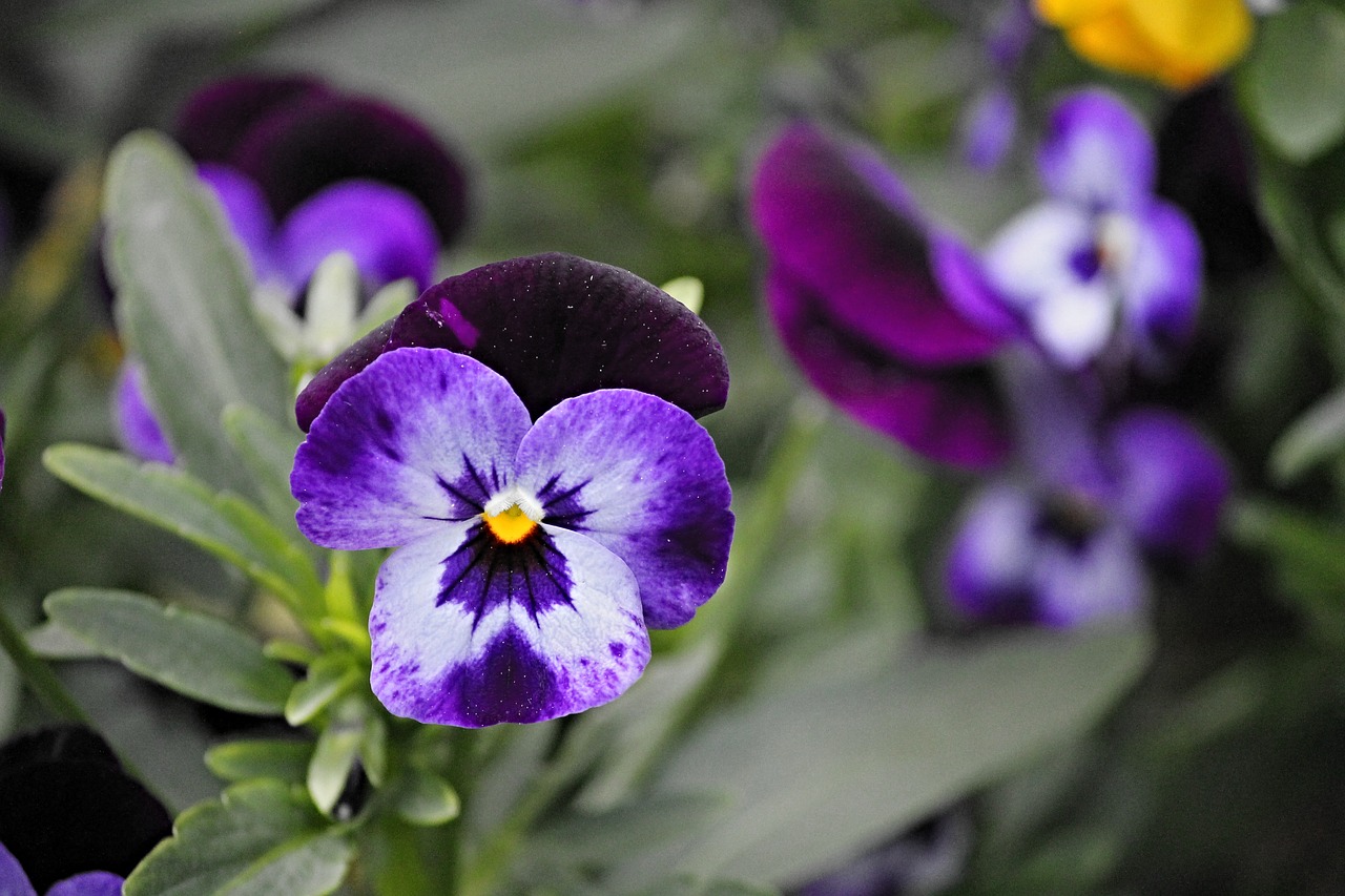 Pansy, Žiedas, Žydėti, Gėlė, Pavasaris, Uždaryti, Geltona, Violetinė, Gamta, Mėlynas