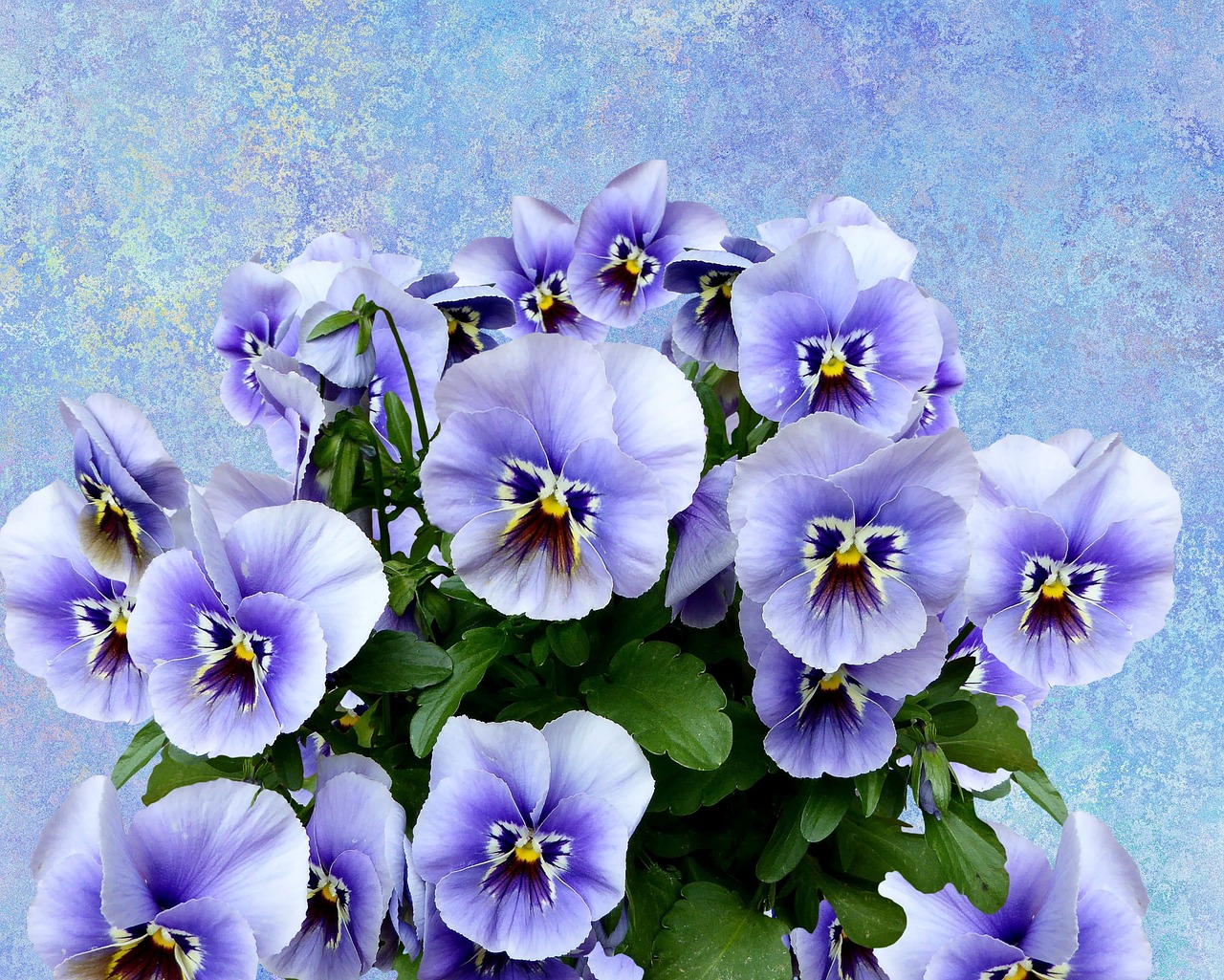 Pansy, Pavasaris, Gamta, Violetinė, Pavasario Gėlė, Violaceae, Žiedas, Žydėti, Violetinė, Gėlė