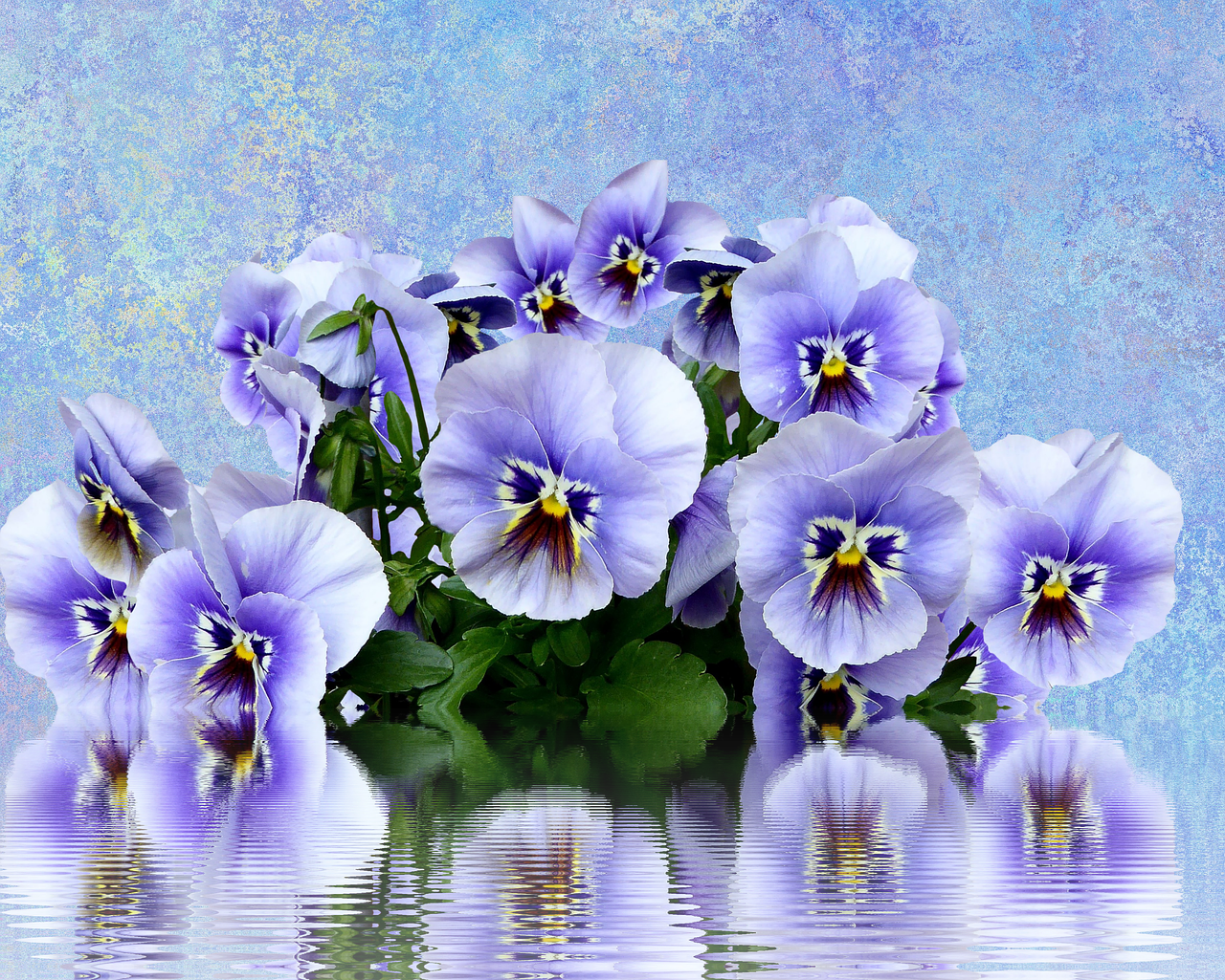 Pansy, Pavasaris, Gamta, Violetinė, Pavasario Gėlė, Violaceae, Žiedas, Žydėti, Violetinė, Gėlė