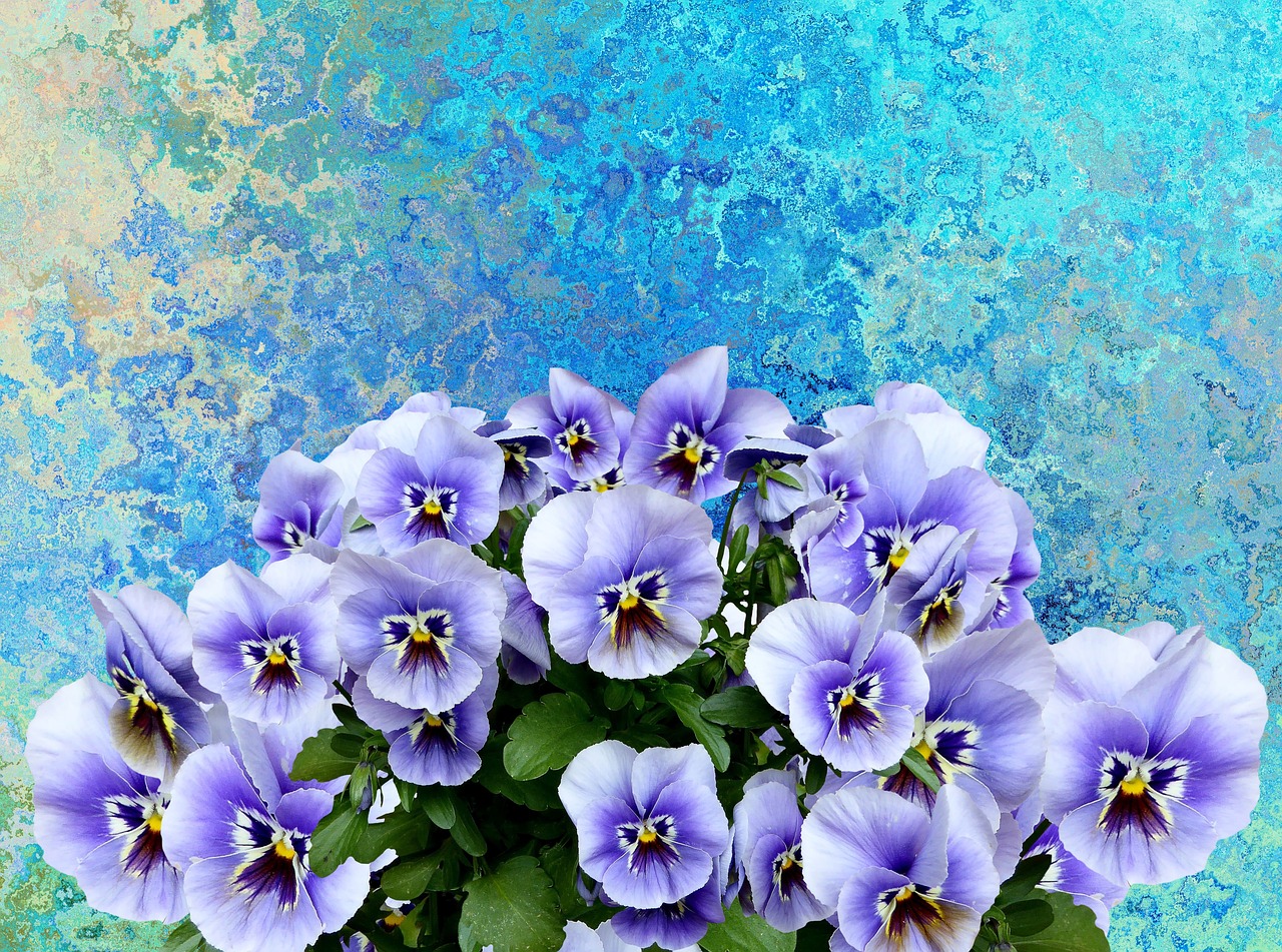 Pansy, Pavasaris, Gamta, Violetinė, Pavasario Gėlė, Violaceae, Žiedas, Žydėti, Violetinė, Gėlė