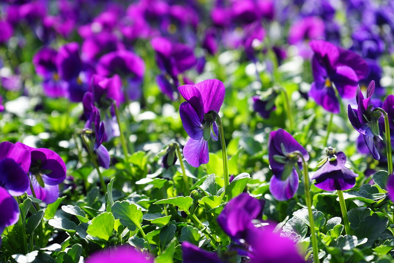 Pansy, Gėlė, Žiedas, Žydėti, Violetinė, Altas, Violaceae, Spalvinga, Spalva, Flora