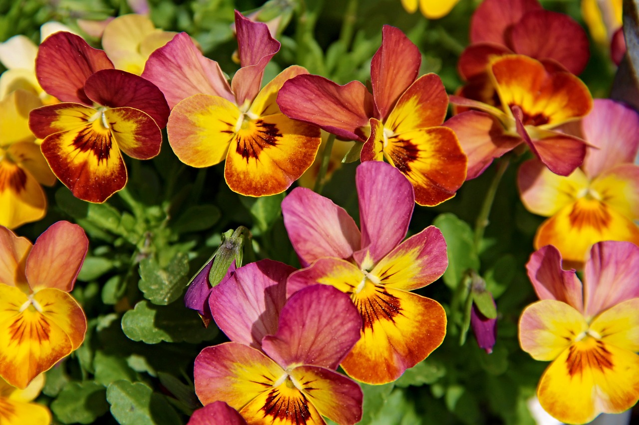 Našlaitės,  Violetinė Augalų,  Violetinė,  Altas,  Gėlių Augalai,  Našlaitiniai,  Pobūdį,  Pavasaris,  Žiedas,  Žydi