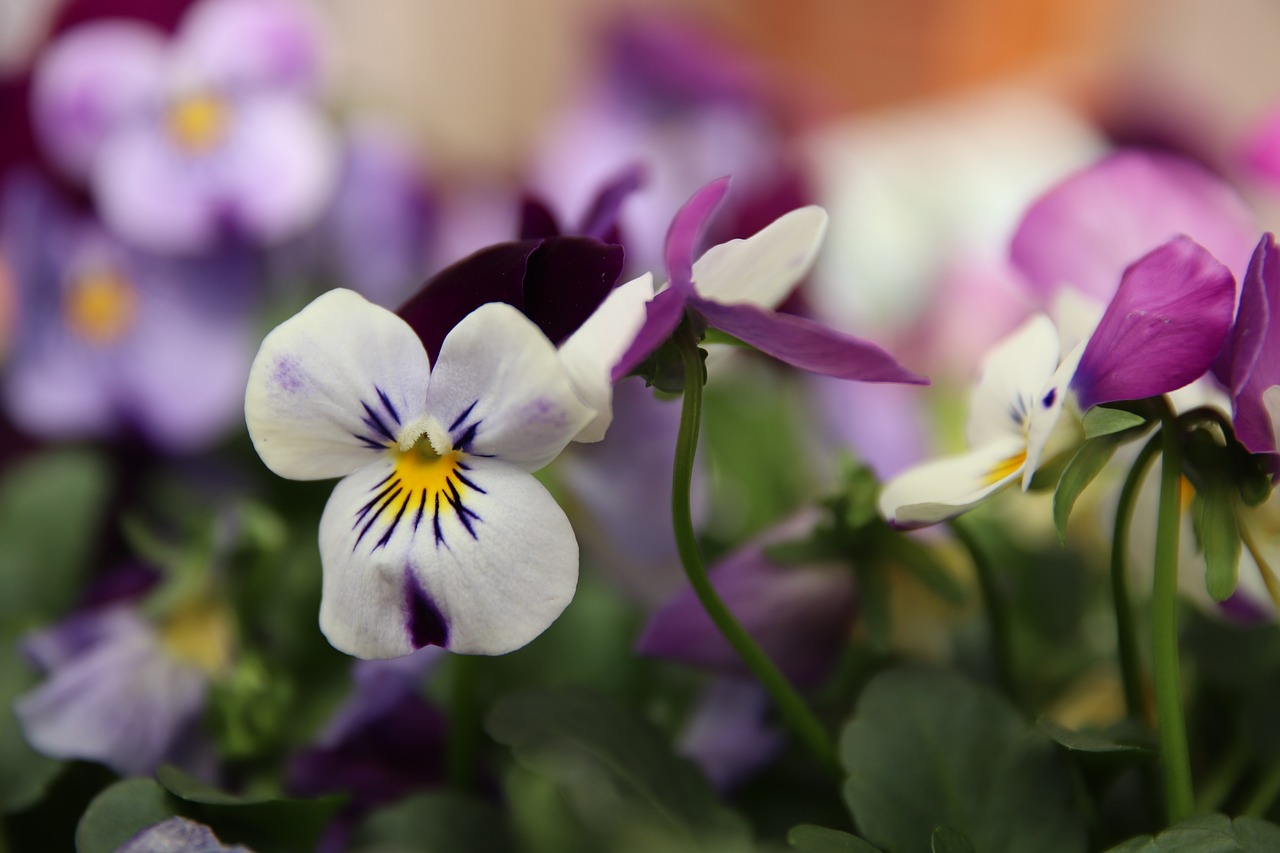 Našlaitės,  Violetinė,  Violetinė,  Gėlės,  Pobūdį,  Pavasaris,  Gėlių Augalai,  Žiedlapiai,  Violetinė Gėlė,  Baltos Spalvos