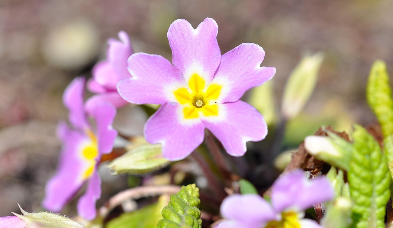 Pansy, Rožinis, Gėlė, Žiedas, Žydėti, Pavasario Gėlė, Pavasaris, Ankstyvas Bloomer, Švelnus, Uždaryti