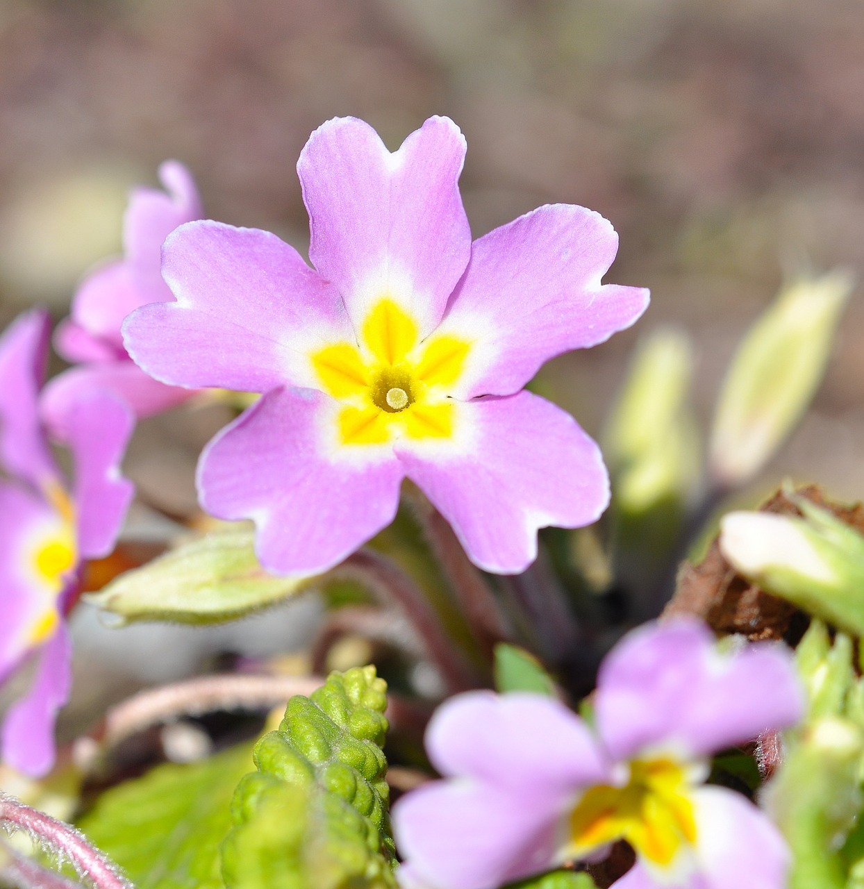 Pansy, Rožinis, Gėlė, Žiedas, Žydėti, Pavasario Gėlė, Pavasaris, Ankstyvas Bloomer, Švelnus, Uždaryti