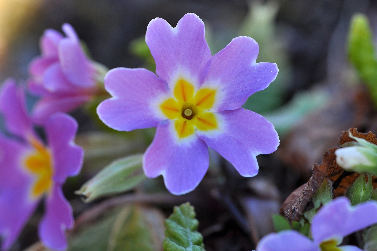 Pansy, Rožinis, Gėlė, Žiedas, Žydėti, Pavasario Gėlė, Pavasaris, Ankstyvas Bloomer, Švelnus, Uždaryti