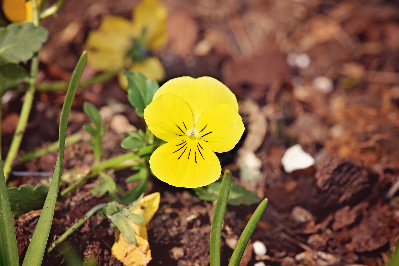 Pansy,  Geltona,  Geltona Gėlė,  Pavasario Gėlė,  Sodas,  Gamta,  Augalas, Nemokamos Nuotraukos,  Nemokama Licenzija