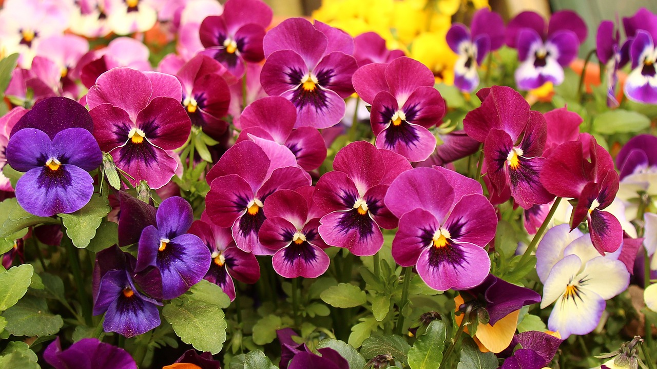 Pansy, Gėlė, Pavasaris, Violetinė, Violetinė, Nemokamos Nuotraukos,  Nemokama Licenzija