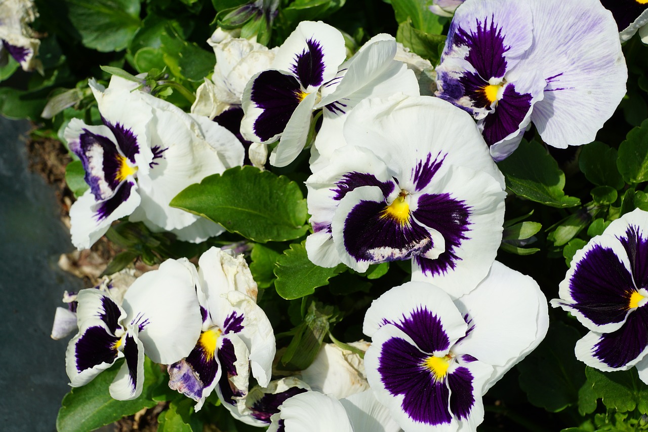 Pansy, Gėlės, Naturv, Vakarėlis, Sėkmė, Hobis, Kūrybingas, Meilė, Dėkingumas, Aukos