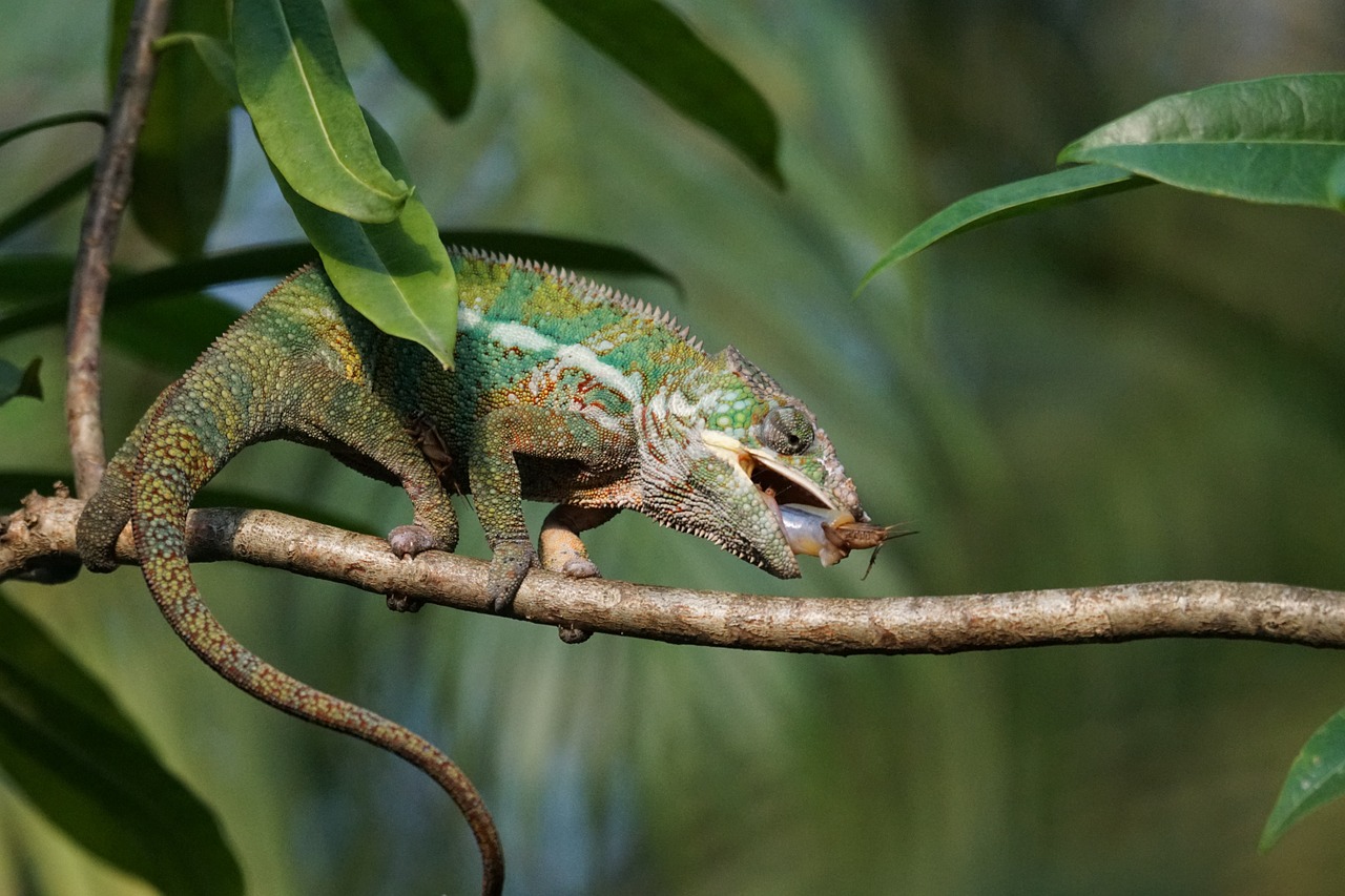 Panther Chameleonas, Maistas, Valgyti, Grotelės, Acheta Domestica, Ropliai, Nemokamos Nuotraukos,  Nemokama Licenzija