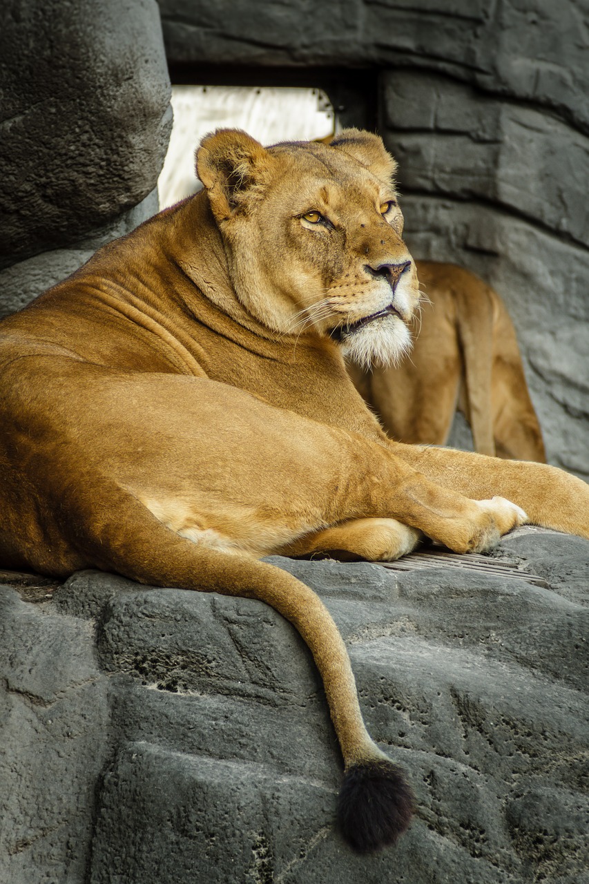 Panthera Leo, Liūtas, Liūtas, Moteris, Zoologijos Sodas, Hagenbeck, Hamburgas, Didelė Katė, Katė, Poilsis