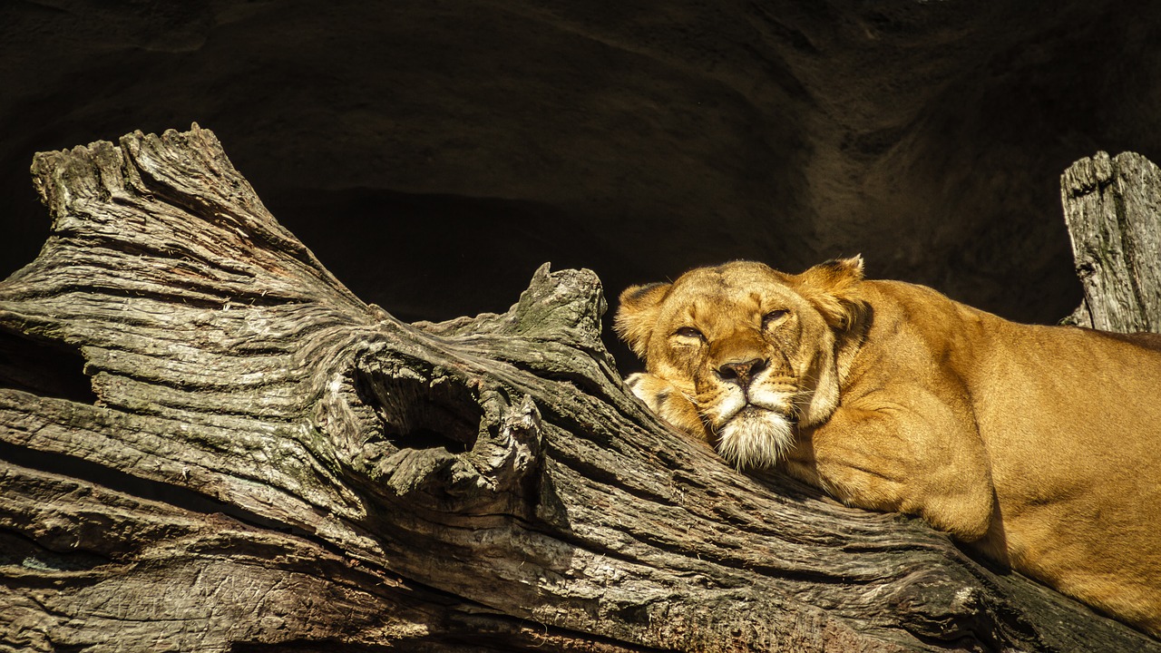 Panthera Leo, Liūtas, Liūtas, Moteris, Zoologijos Sodas, Hagenbeck, Hamburgas, Didelė Katė, Katė, Poilsis