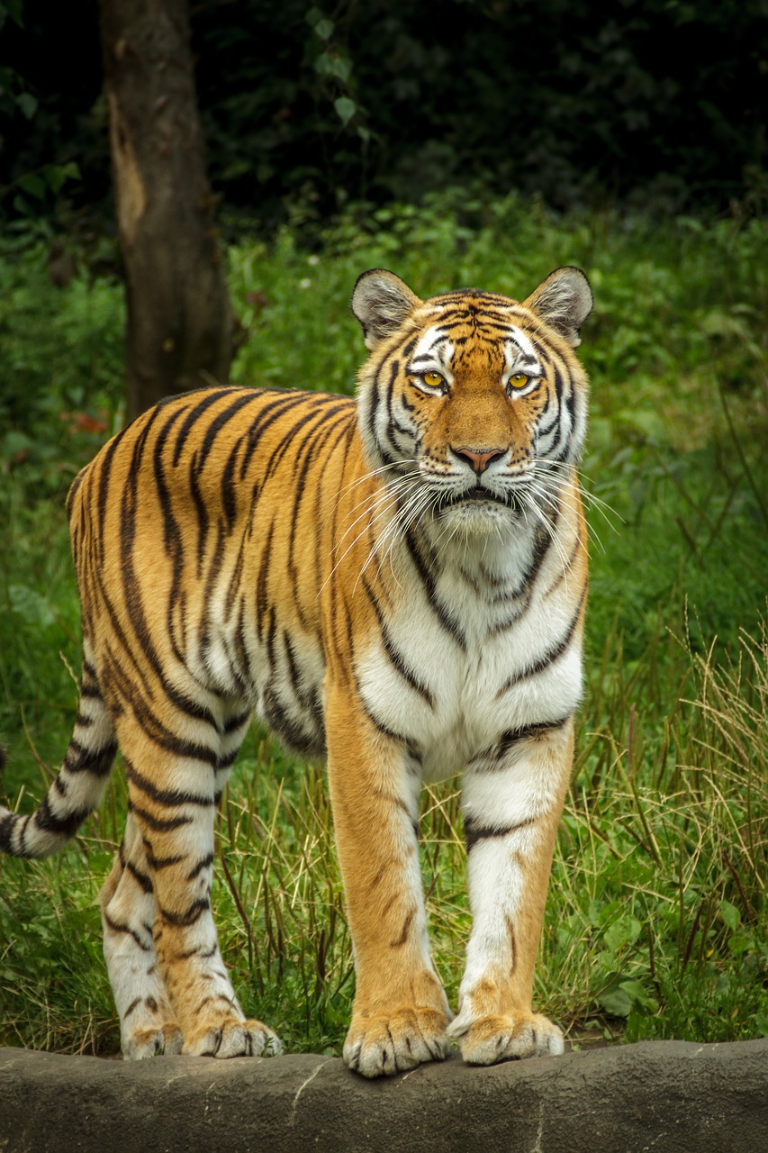Panthera Tigris Altaica, Tigras, Siberianas, Amurtiger, Ussuritiger, Stovėti, Žiūrėti, Atrodo, Pataisyti, Vaizdas