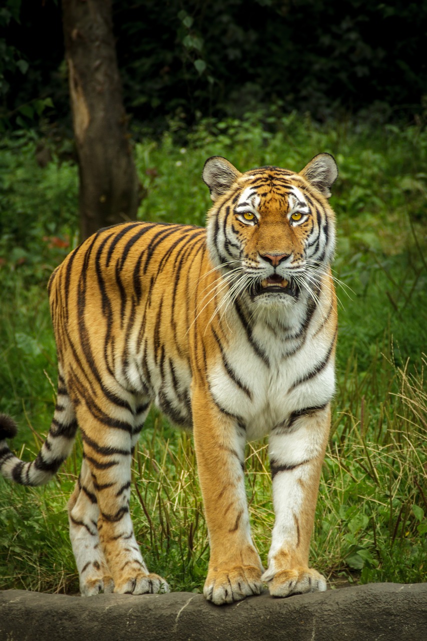 Panthera Tigris Altaica, Tigras, Siberianas, Amurtiger, Ussuritiger, Stovėti, Žiūrėti, Atrodo, Pataisyti, Vaizdas
