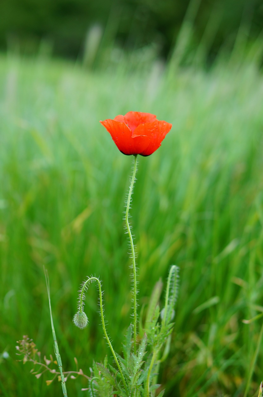 Papaver, Raudona, Aguona, Gėlės, Nemokamos Nuotraukos,  Nemokama Licenzija