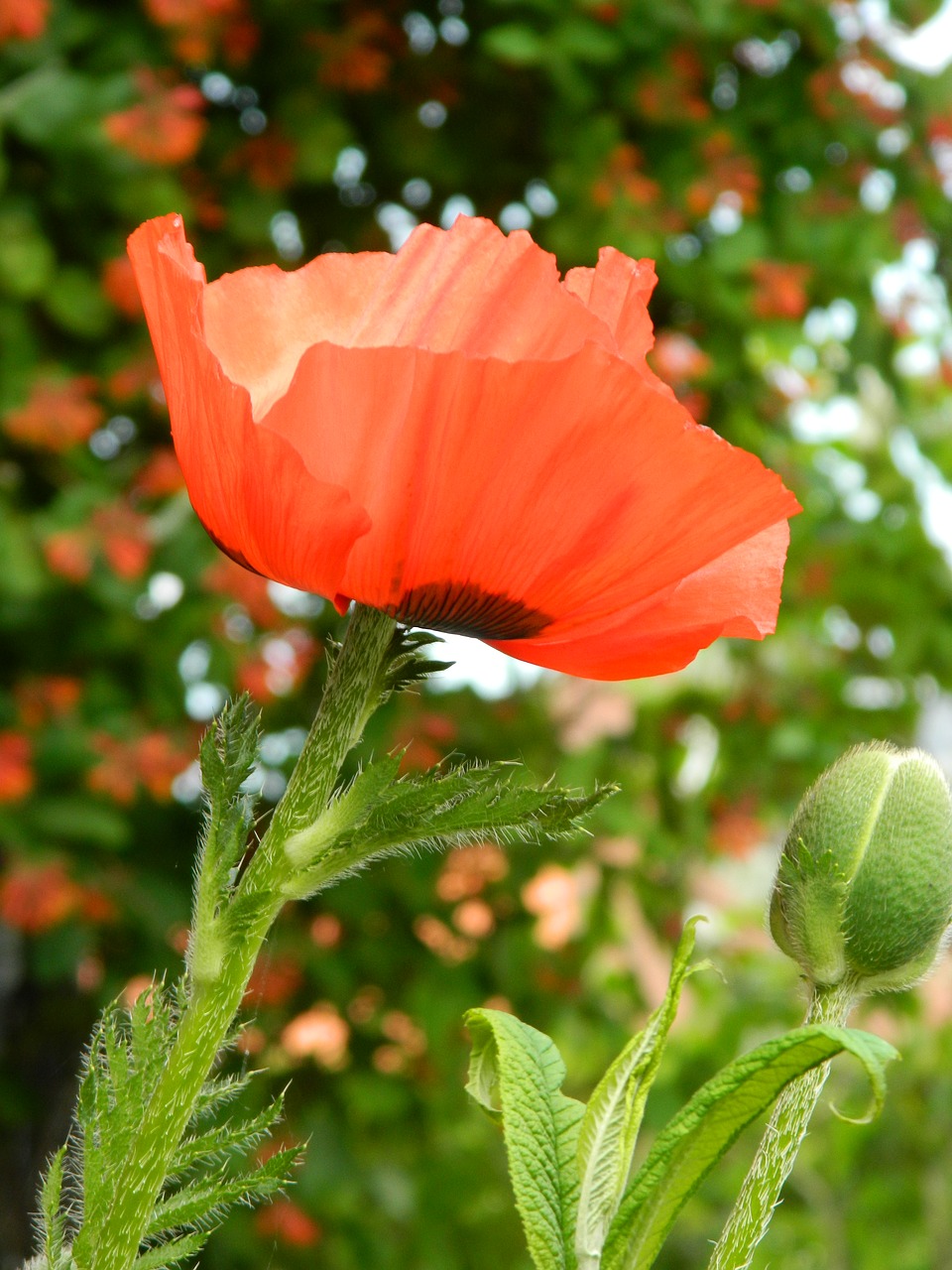 Papaver,  Aguona,  Gėlė,  Pobūdį,  Augalų,  Žiedas,  Augmenija, Nemokamos Nuotraukos,  Nemokama Licenzija