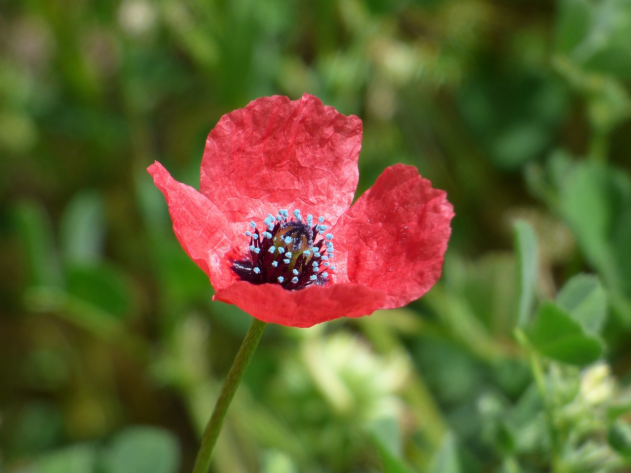 Papaver Hybridum,  Aguona,  Liūdna Aguonos,  Pistils,  Pobūdį,  Gėlė,  Augalų,  Vasara, Nemokamos Nuotraukos,  Nemokama Licenzija