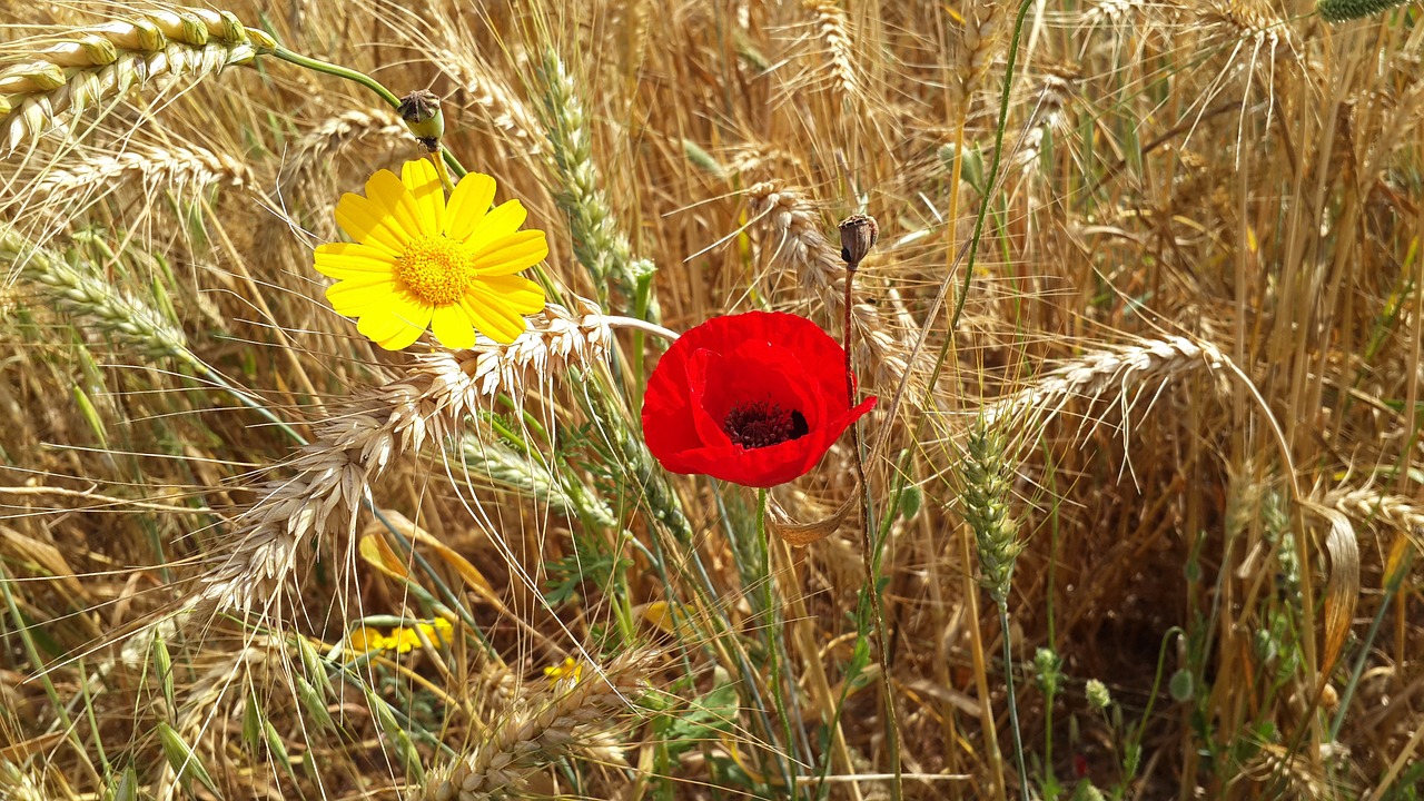 Papaver Rhoeas, Daisy, Vasara, Nemokamos Nuotraukos,  Nemokama Licenzija