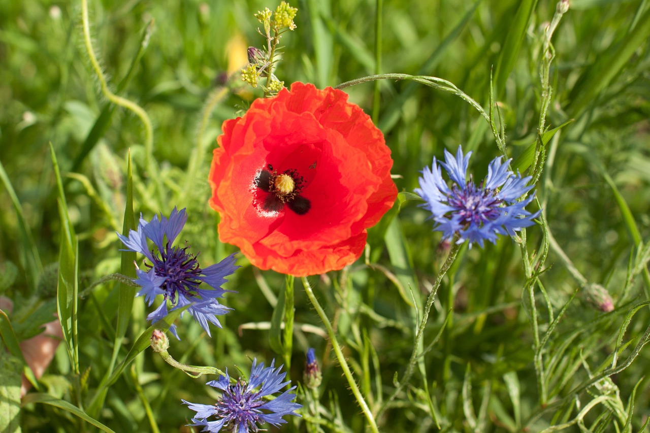 Papaver Rhoeas, Pieva, Gamta, Centaurea, Gėlė, Vasara, Nemokamos Nuotraukos,  Nemokama Licenzija