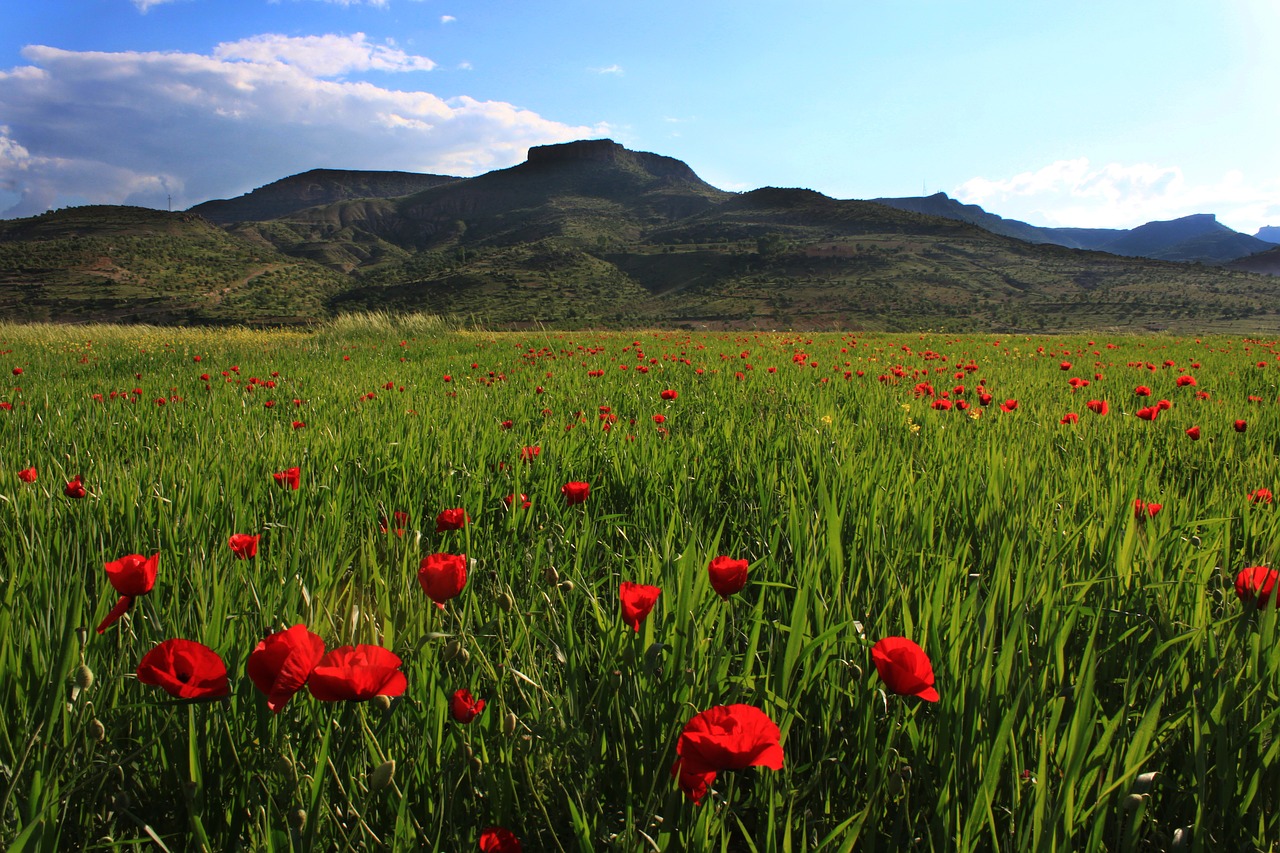 Papaver Rhoeas, Kvieciai, Kraštovaizdis, Mardin, Gamta, Kalnas, Nemokamos Nuotraukos,  Nemokama Licenzija