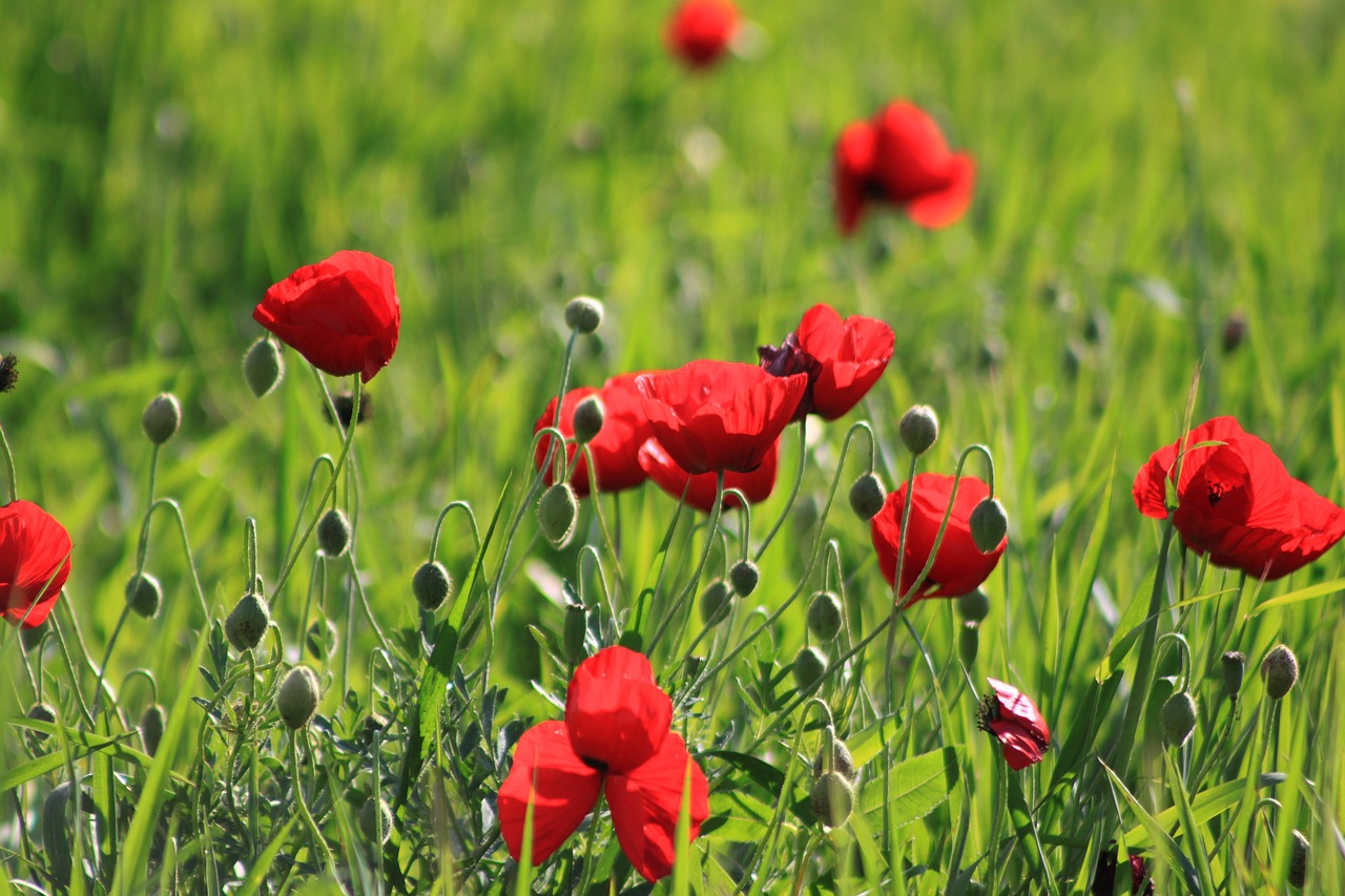 Papaver Rhoeas, Gėlė, Raudona, Žalias, Doga, Pavasaris, Mardin, Gėlės, Nemokamos Nuotraukos,  Nemokama Licenzija