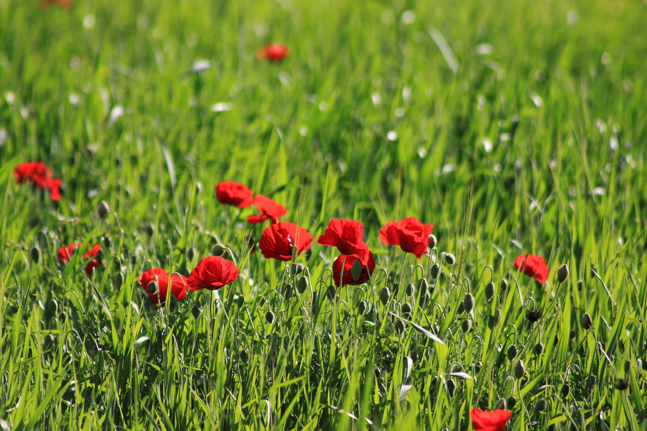 Papaver Rhoeas, Pavasaris, Gėlė, Raudona Aguona, Žalias, Žolė, Augalas, Kraštovaizdis, Mardin, Nemokamos Nuotraukos