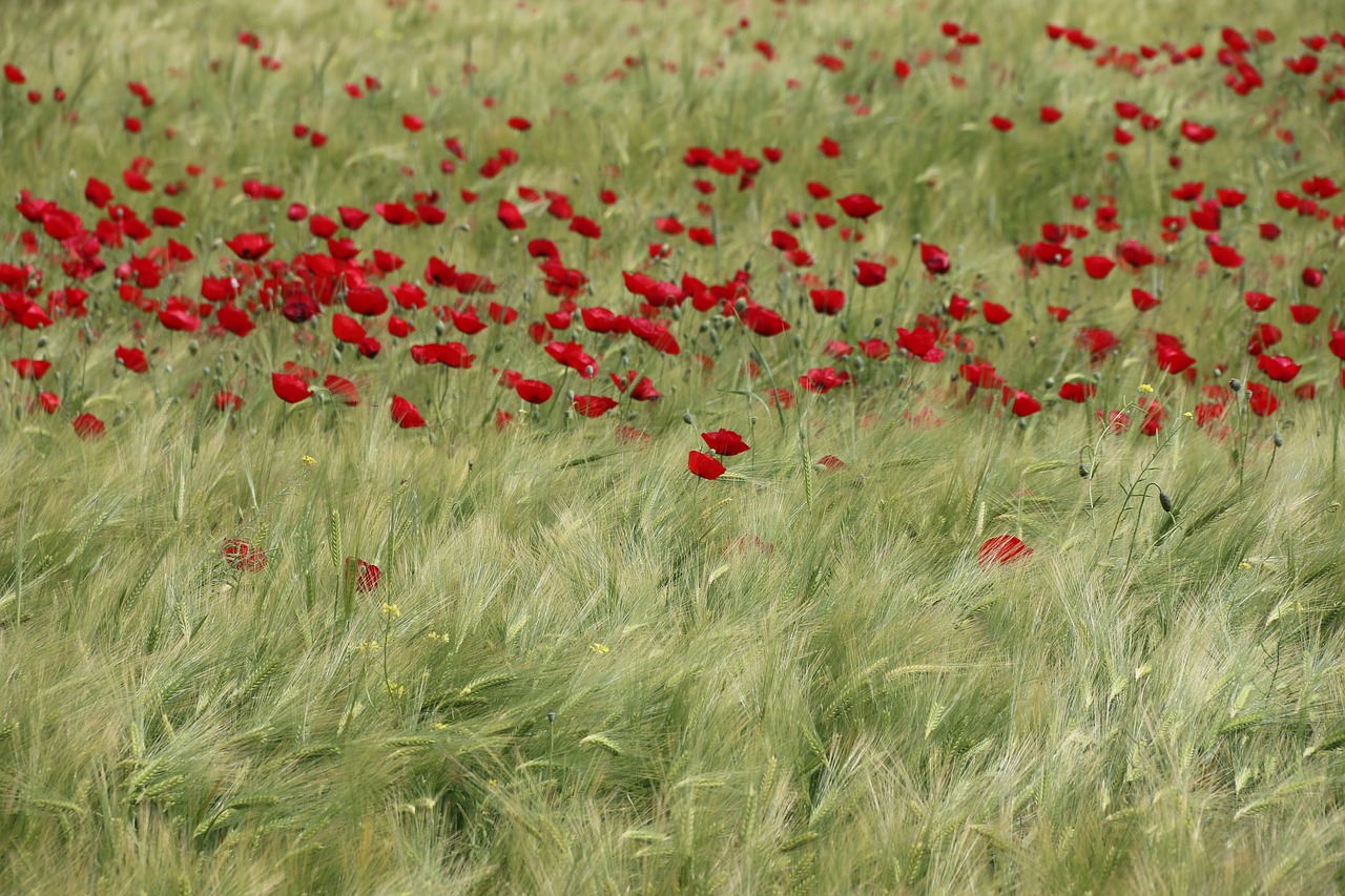 Papaver Rhoeas, Gėlė, Augalas, Gamta, Gėlės, Žalias, Raudona, Fonas, Lapai Yra, Sodas