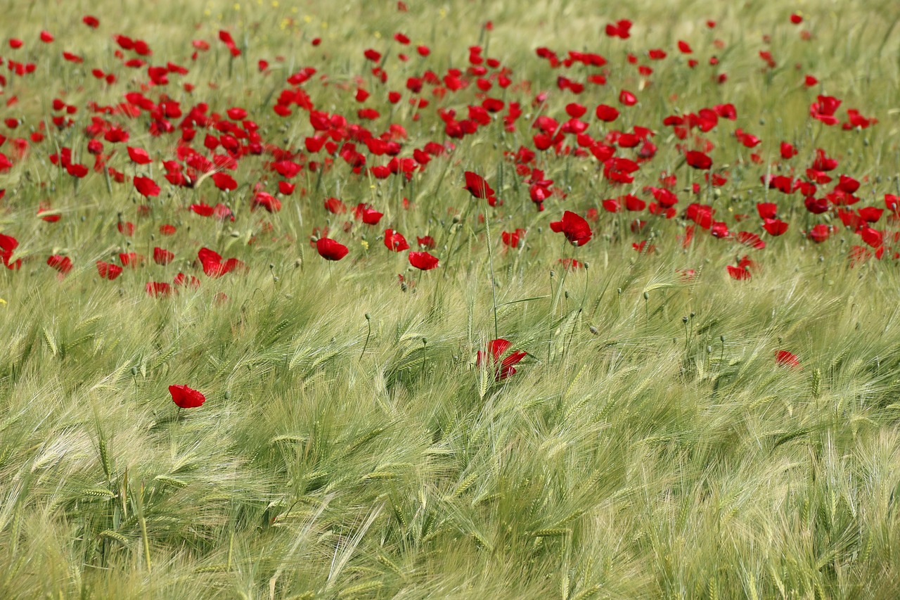 Papaver Rhoeas, Gėlė, Augalas, Gamta, Gėlės, Žalias, Raudona, Fonas, Lapai Yra, Sodas