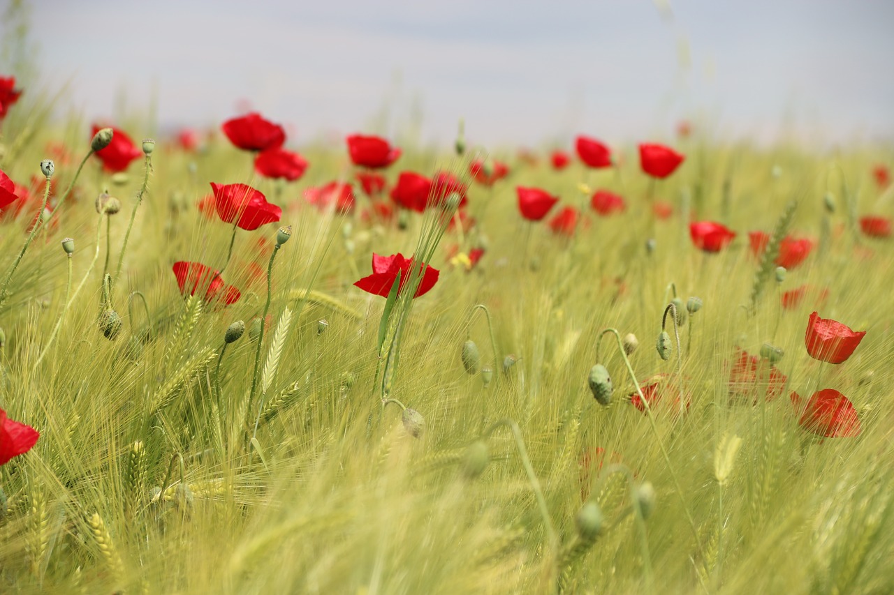 Papaver Rhoeas, Gėlė, Augalas, Gamta, Gėlės, Žalias, Raudona, Fonas, Lapai Yra, Sodas