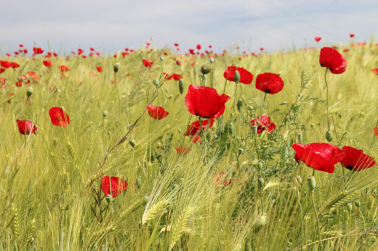 Papaver Rhoeas, Gėlė, Augalas, Gamta, Gėlės, Žalias, Raudona, Fonas, Lapai Yra, Sodas