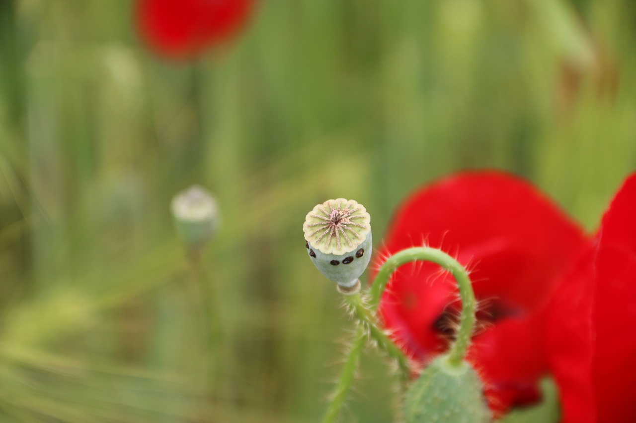 Papaver Rhoeas, Gėlė, Augalas, Gamta, Gėlės, Žalias, Raudona, Fonas, Lapai Yra, Sodas