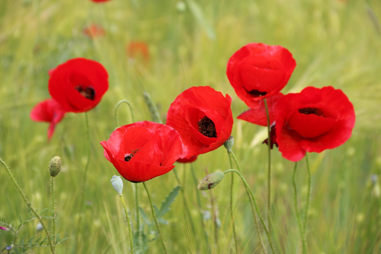 Papaver Rhoeas, Gėlė, Augalas, Gamta, Gėlės, Žalias, Raudona, Fonas, Lapai Yra, Sodas