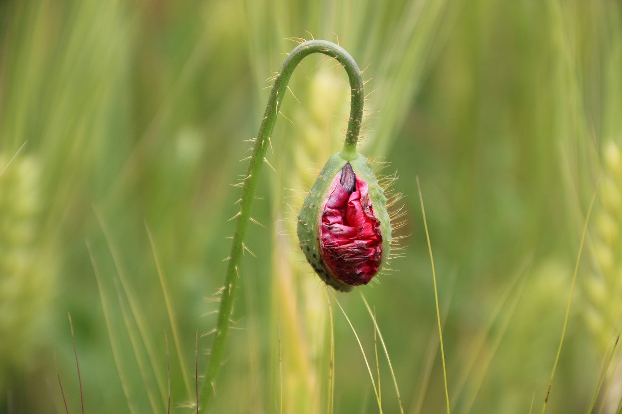 Papaver Rhoeas, Gėlė, Augalas, Gamta, Gėlės, Žalias, Raudona, Fonas, Lapai Yra, Sodas