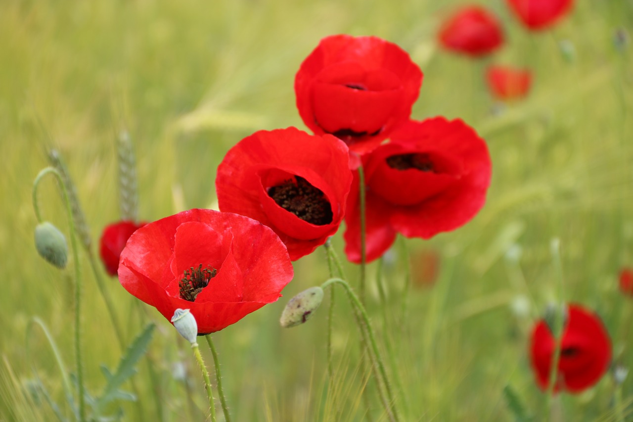 Papaver Rhoeas, Gėlė, Augalas, Gamta, Gėlės, Žalias, Raudona, Fonas, Lapai Yra, Sodas