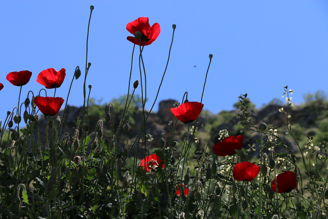 Papaver Rhoeas, Gėlė, Augalas, Gamta, Gėlės, Žalias, Raudona, Fonas, Lapai Yra, Sodas