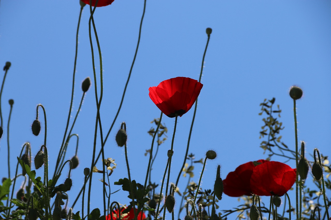 Papaver Rhoeas, Gėlė, Augalas, Gamta, Gėlės, Žalias, Raudona, Fonas, Lapai Yra, Sodas