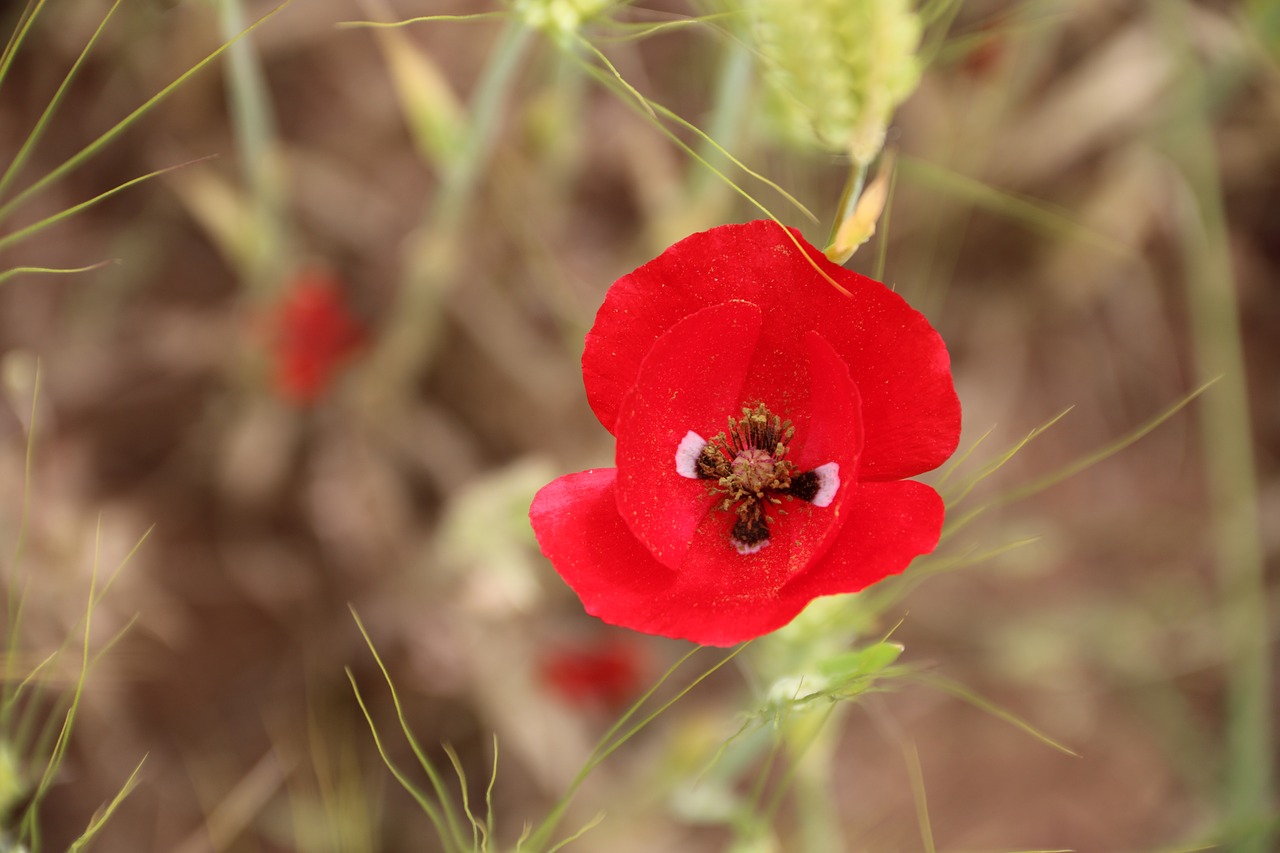 Papaver Rhoeas, Gėlė, Augalas, Gamta, Gėlės, Žalias, Raudona, Fonas, Lapai Yra, Sodas