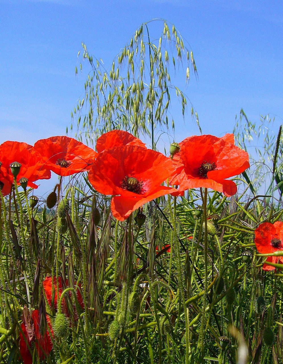 Papaver Rhoeas, Aguona, Laukas, Aguonos Gėlė, Raudona, Laukinė Gėlė, Gėlė, Nemokamos Nuotraukos,  Nemokama Licenzija