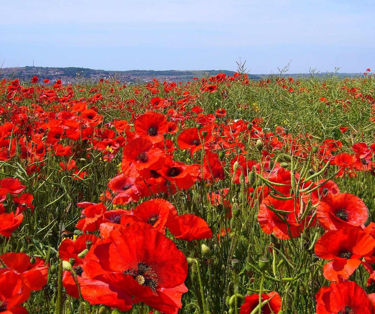 Papaver Rhoeas, Aguona, Laukas, Aguonos, Aguonos Gėlė, Raudona, Gėlė, Gėlės, Laukiniai Augalai, Nemokamos Nuotraukos