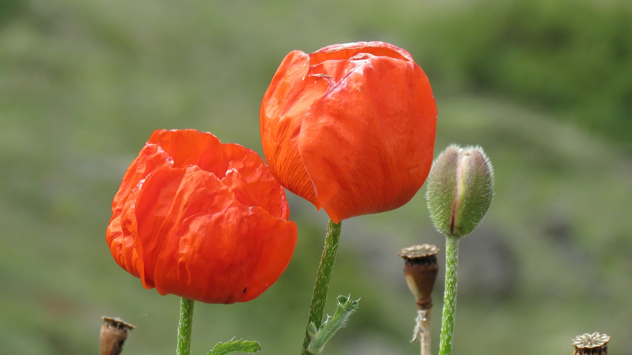 Papaver Rhoeas, Aguona, Oltu, Erzurum, Gėlė, Pavasaris, Nemokamos Nuotraukos,  Nemokama Licenzija