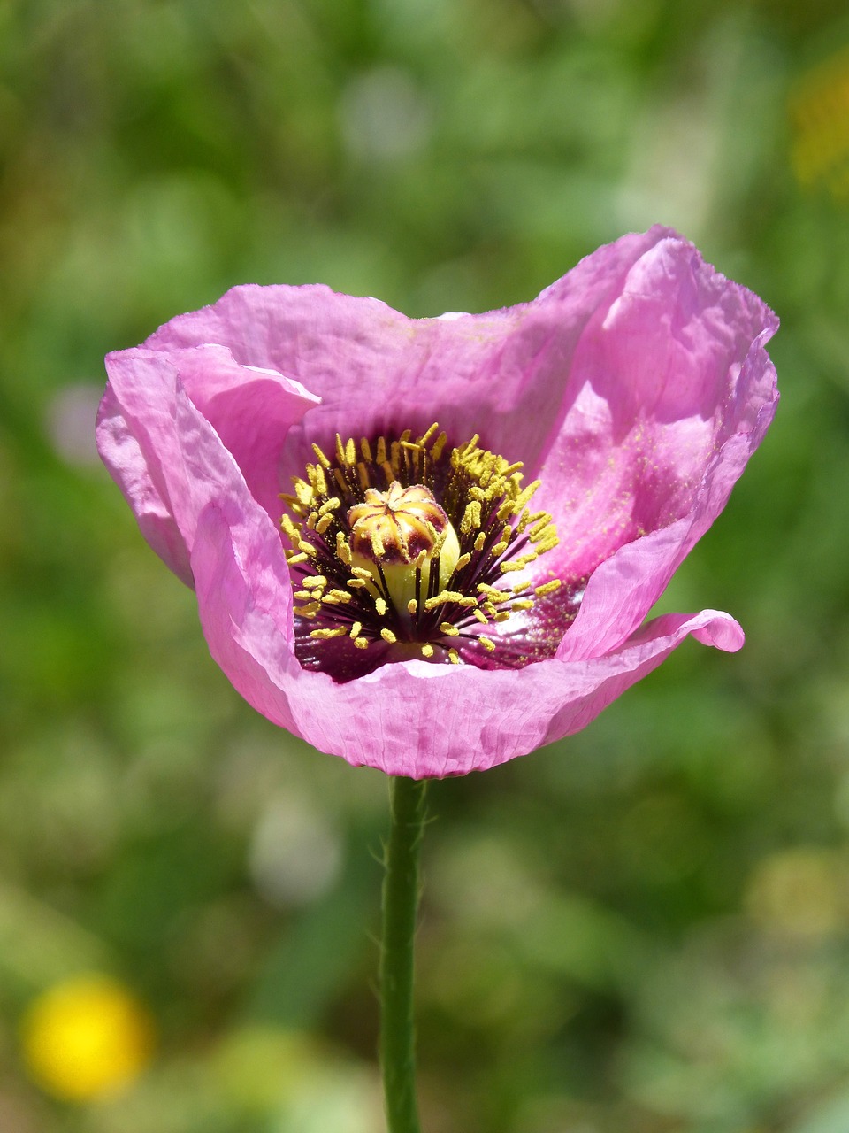 Papaver Somniferum, Žvyras, Aguona, Ababolis, Nemokamos Nuotraukos,  Nemokama Licenzija