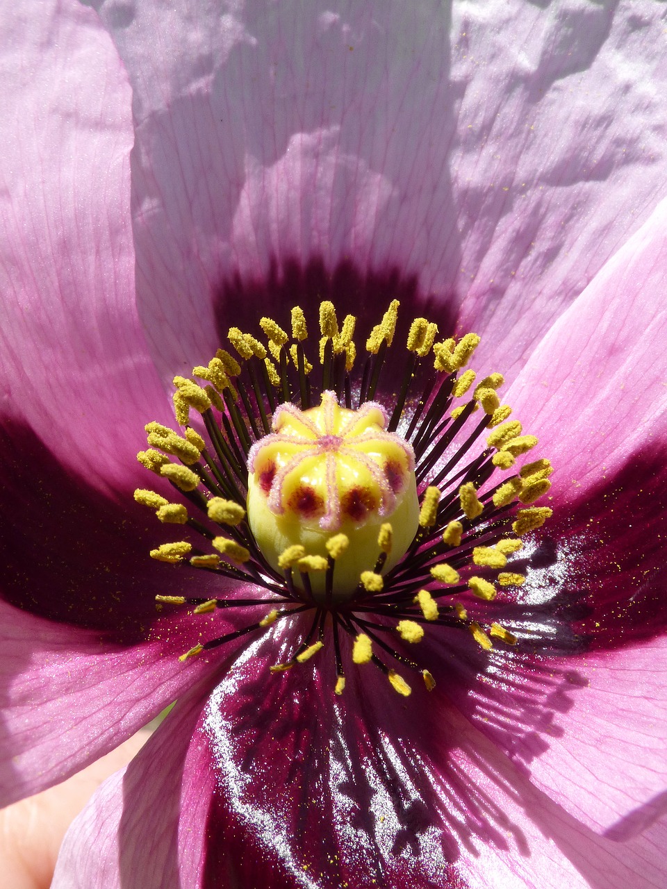 Papaver Somniferum, Žvyras, Aguona, Ababolis, Tuti, Pistils, Žiedadulkės, Išsamiai, Nemokamos Nuotraukos,  Nemokama Licenzija