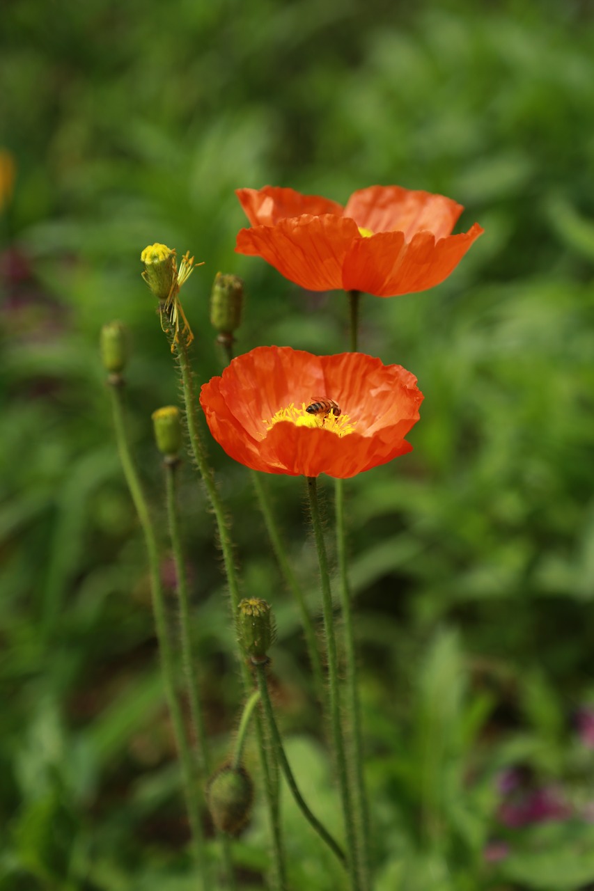 Papaverales,  Gėlės,  Pobūdį,  Augalai,  Vasara,  Sodas,  Miškas,  Kraštovaizdis,  Laukinių,  Wildflower