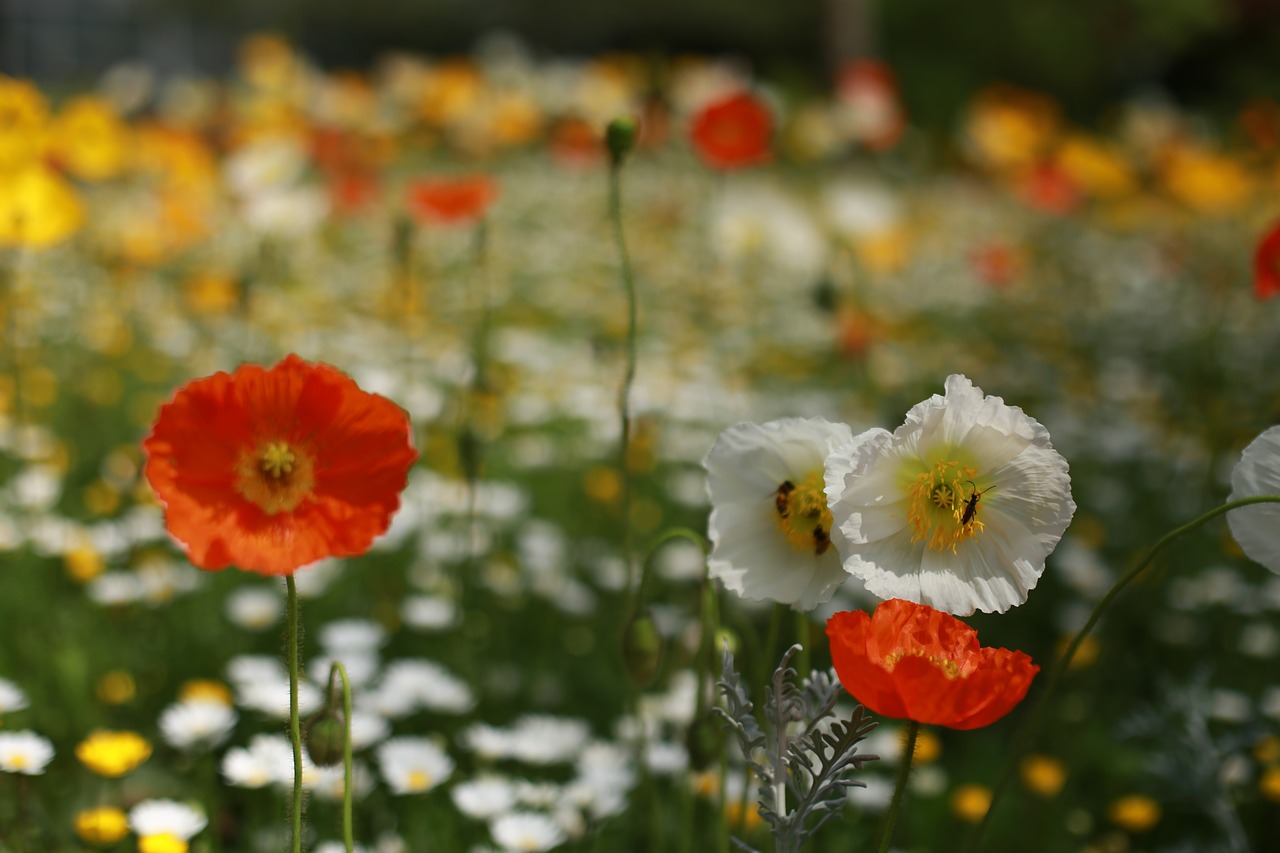 Papaverales,  Gėlės,  Pobūdį,  Augalai,  Vasara,  Sodas,  Miškas,  Kraštovaizdis,  Laukinių,  Wildflower